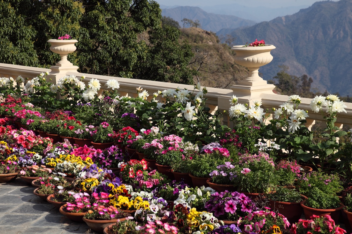 Flowers on Terrace courtesy of Ananda in the Himalayas